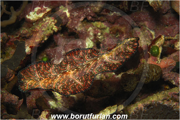 Pura, Alor, Indonesia, Pseudobiceros bedfordi, Pseudobiceros, Pseudocerotidae, Goldrim Flatworm, Flatworm, Platyhelminthes