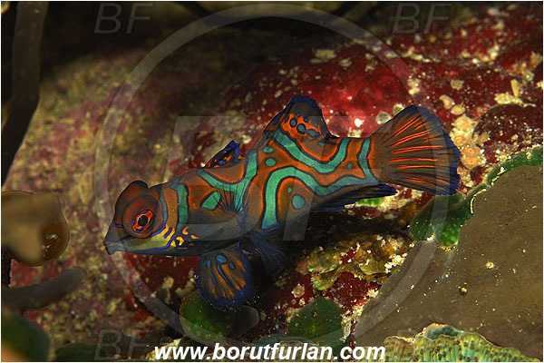 Pura, Alor, Indonesia, Synchiropus splendidus, Synchiropus, Mandarinfish, Fish, Callionymidae
