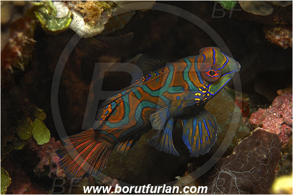 Pura, Alor, Indonesia, Synchiropus splendidus, Synchiropus, Mandarinfish, Fish, Callionymidae