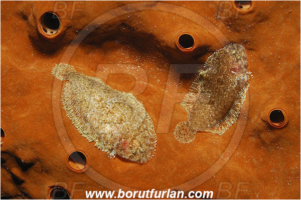 Pantar, Alor, Indonesia, Aseraggodes melanostictus, Aseraggodes, Mottled sole, Sole, Soleidae, Fish