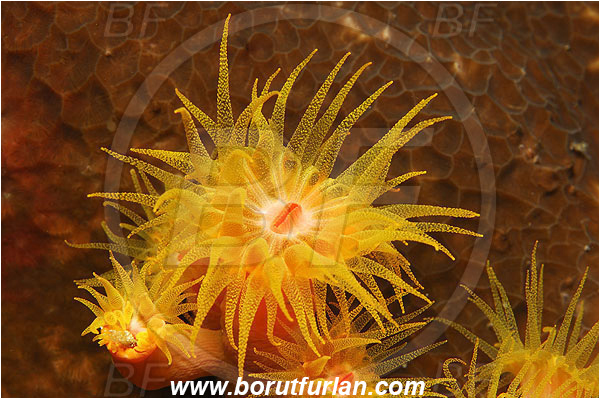 Pantar, Alor, Indonesia, Tubastraea faulkneri, Tubastraea, Sun coral, Cup coral, Cnidaria, Cnidarian, Dendrophylliidae, Anthozoa