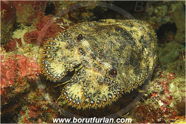 Pantar, Alor, Indonesia, Parribacus antarcticus, Parribacus, Scyllaridae, Decapoda, Slipper Lobster, Lobster, Crustacea, Crustacean