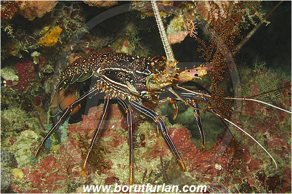 Pantar, Alor, Indonesia, Panulirus longipes, Longlegged spiny lobster, Panulirus, Palinuridae, Lobster, Decapoda, Crustacea, Crustacean