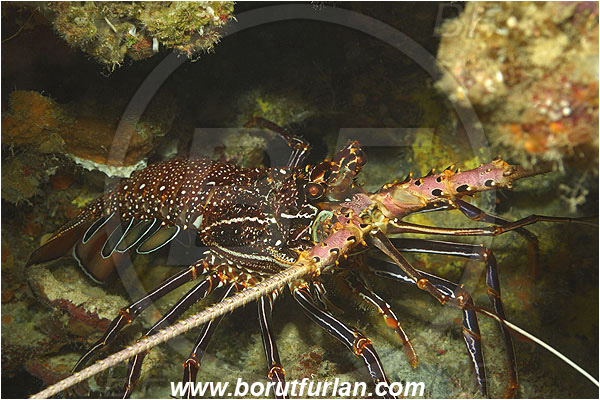 Pantar, Alor, Indonesia, Panulirus longipes, Longlegged spiny lobster, Panulirus, Palinuridae, Lobster, Decapoda, Crustacea, Crustacean
