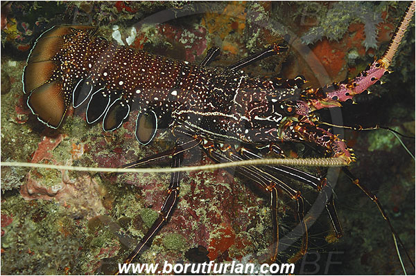 Pantar, Alor, Indonesia, Panulirus longipes, Panulirus, Palinuridae, Lobster, Decapoda, Crustacea, Crustacean, Longlegged spiny lobster