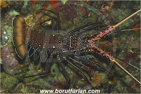 Pantar, Alor, Indonesia, Panulirus longipes, Longlegged spiny lobster, Panulirus, Palinuridae, Lobster, Decapoda, Crustacea, Crustacean