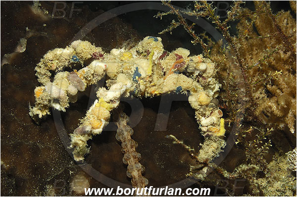 Pantar, Alor, Indonesia, Camposcia retusa, Camposcia, Decorator crab, Crab, Inachidae, Decapoda, Crustacea, Crustacean