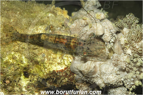 Pantar, Alor, Indonesia, Heteropenaeus longimanus, Heteropenaeus, Longarm prawn, Shrimp, Penaeidae, Decapoda, Crustacea, Crustacean