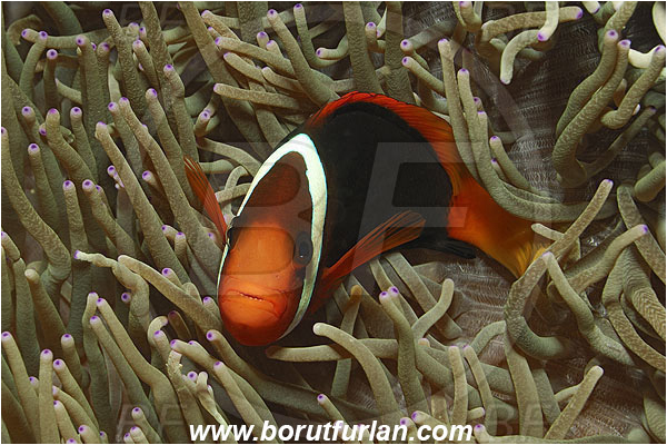 Pantar, Alor, Indonesia, Amphiprion frenatus, Amphiprion, Tomato Anemonefish, Anemonefish, Clownfish, Fish, Pomacentridae