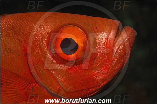 Ternate, Alor, Indonesia, Priacanthus hamrur, Priacanthus, Lunartail Bigeye, Bigeye, Priacanthidae, Fish, Portrait