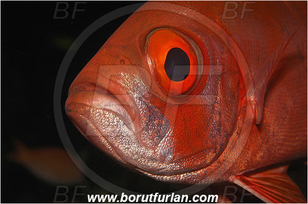 Ternate, Alor, Indonesia, Priacanthus hamrur, Priacanthus, Lunartail Bigeye, Bigeye, Priacanthidae, Fish, Portrait