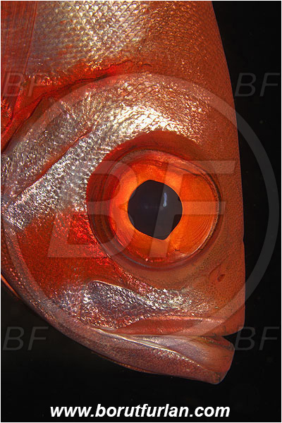 Ternate, Alor, Indonesia, Priacanthus hamrur, Priacanthus, Lunartail Bigeye, Bigeye, Priacanthidae, Fish, Portrait
