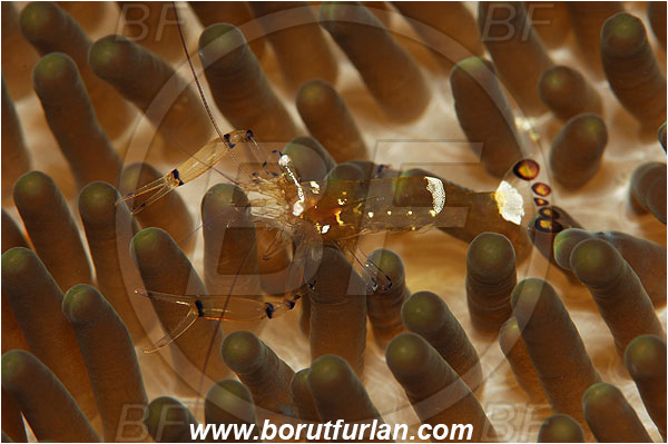 Ternate, Alor, Indonesia, Periclimenes brevicarpalis, Periclimenes, Palaemonidae, Decapoda, Anemone Commensal Shrimp, Shrimp, Crustacea, Crustacean
