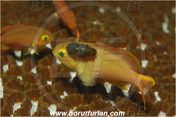 Alor, Pseudanthias, Pseudanthias sp., Crustacea, Crustacean, Fairy basslet, Fish, Indonesia, Isopod, Parasitic isopod, Malacostraca, Parasite, Serranidae, Ternate, Parasitism