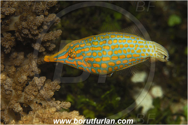 Ternate, Alor, Indonesia, Oxymonacanthus longirostris, Oxymonacanthus, Longnose Filefish, Filefish, Fish, Monacanthidae