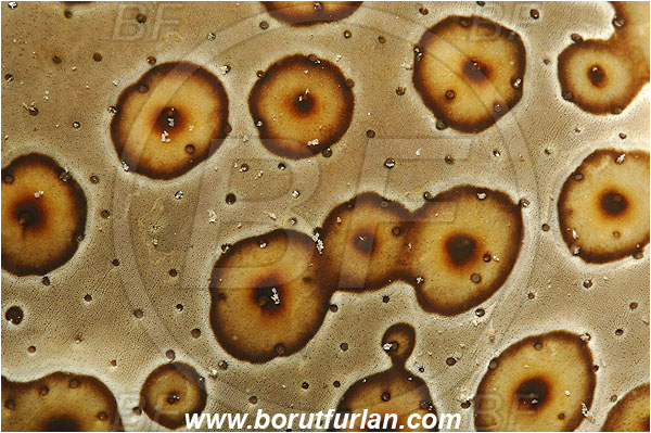 Pantar, Alor, Indonesia, Bohadschia argus, Eyed Sea Cucumber, Sea Cucumber, Holothuriidae, Echinodermata, Echinoderm, Abstract