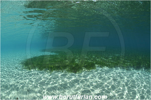 Pantar, Alor, Indonesia, Shallow, Sandy bottom, Sand, Surface, Reflections, Sea grass, Grass