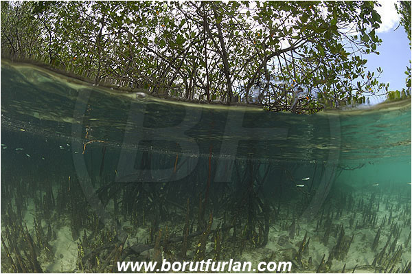 Pantar, Alor, Indonesia, Rhizophora sp., Rhizophora, Rhizophoraceae, Mangroves, Aerial Roots, Shallow, Surface, Split-shot, Over-under