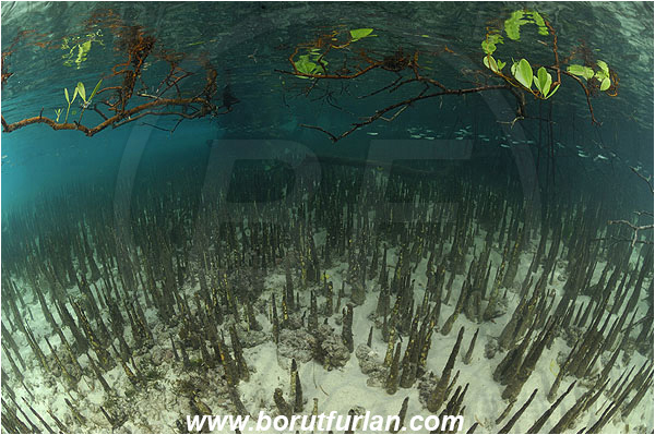 Pantar, Alor, Indonesia, Mangroves, Aerial Roots, Shallow, Surface