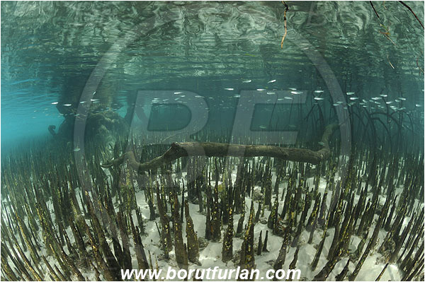 Pantar, Alor, Indonesia, Mangroves, Aerial Roots, Shallow, Surface, Reflections, Fish school