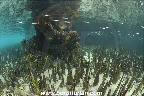 Pantar, Alor, Indonesia, Mangroves, Aerial Roots, Shallow, Surface, Reflections, Fish school