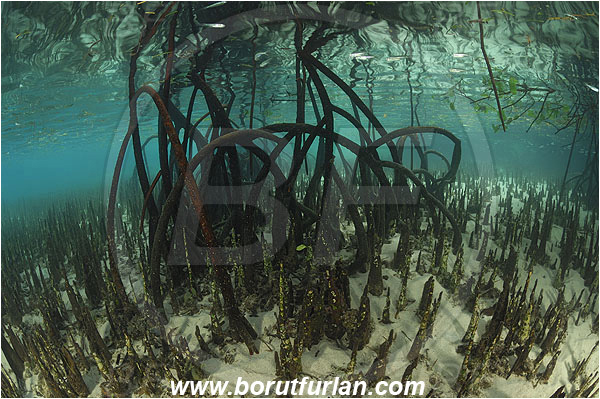 Pantar, Alor, Indonesia, Mangroves, Aerial Roots, Shallow, Surface, Reflections