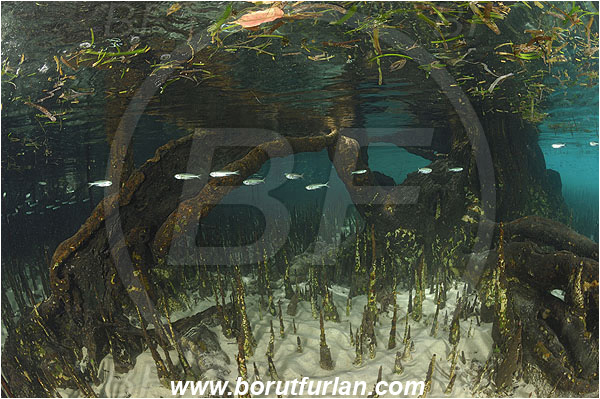 Pantar, Alor, Indonesia, Mangroves, Aerial Roots, Shallow, Surface, Reflections, Fish school