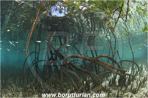 Pantar, Alor, Indonesia, Mangroves, Aerial Roots, Shallow, Surface, Reflections