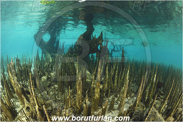 Pantar, Alor, Indonesia, Mangroves, Aerial Roots, Shallow, Surface, Reflections
