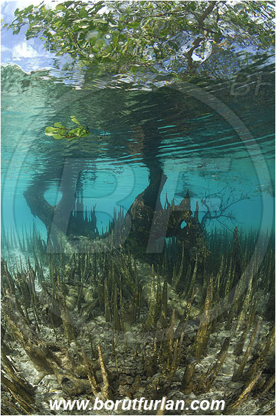 Pantar, Alor, Indonesia, Mangroves, Aerial Roots, Shallow, Surface, Reflections