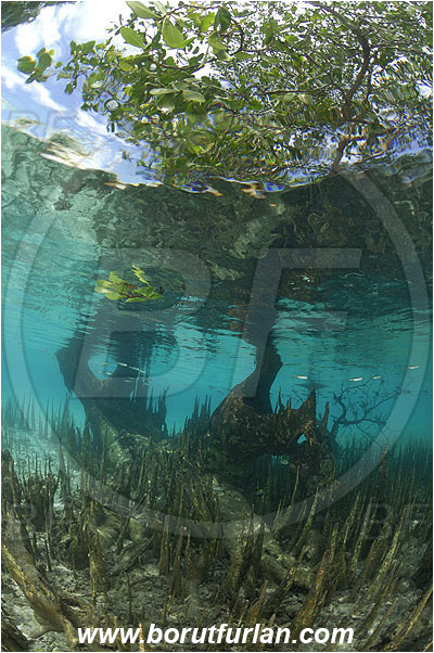 Pantar, Alor, Indonesia, Mangroves, Aerial Roots, Shallow, Surface, Reflections