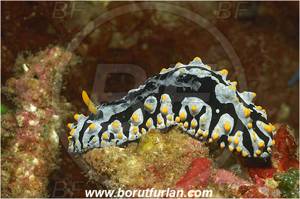 Pura, Alor, Indonesia, Phyllidia varicosa, Phyllidia, Phyllidiidae, Warty Nudibranch, Nudibranch, Gastropoda, Mollusca, Mollusc