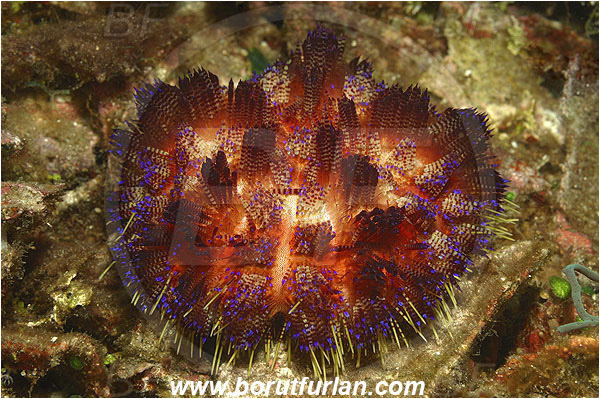 Pura, Alor, Indonesia, Asthenosoma varium, Asthenosoma, Fire Sea Urchin, Sea Urchin, Echinoidea, Echinodermata, Echinoderm, Echinothuriidae