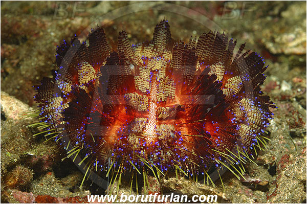 Pura, Alor, Indonesia, Asthenosoma varium, Asthenosoma, Fire Sea Urchin, Sea Urchin, Echinoidea, Echinodermata, Echinoderm, Echinothuriidae