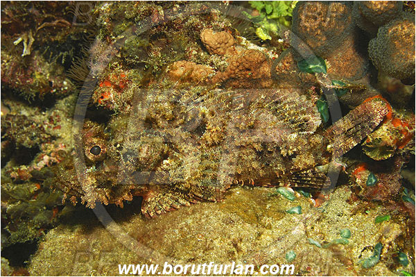 Pura, Alor, Indonesia, Scorpaenopsis barbata, Scorpaenopsis, Bearded scorpionfish, Scorpionfish, Fish, Scorpaenidae