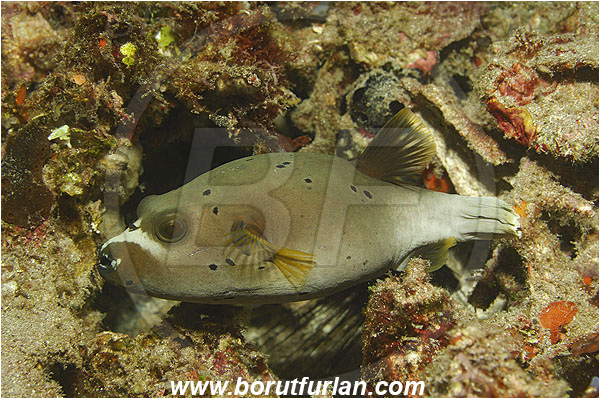 Pura, Alor, Indonesia, Arothron nigropunctatus, Arothron, Tetraodontidae, Blackspotted puffer, Puffer, Fish