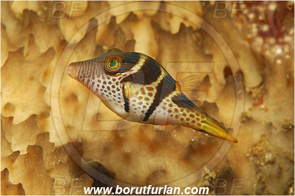 Pura, Alor, Indonesia, Canthigaster valentini, Canthigaster, Tetraodontidae, Valentini