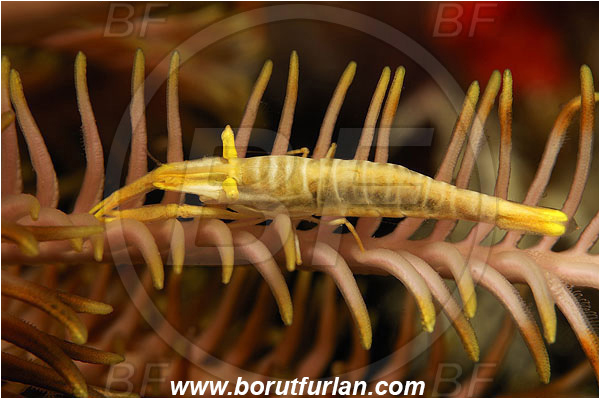 Pura, Alor, Indonesia, Laomenes amboinensis, Laomenes, Palaemonidae, Ambon Crinoid Shrimp, Shrimp, Decapoda, Crustacea, Crustacean