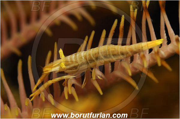 Pura, Alor, Indonesia, Laomenes amboinensis, Laomenes, Palaemonidae, Ambon Crinoid Shrimp, Shrimp, Decapoda, Crustacea, Crustacean