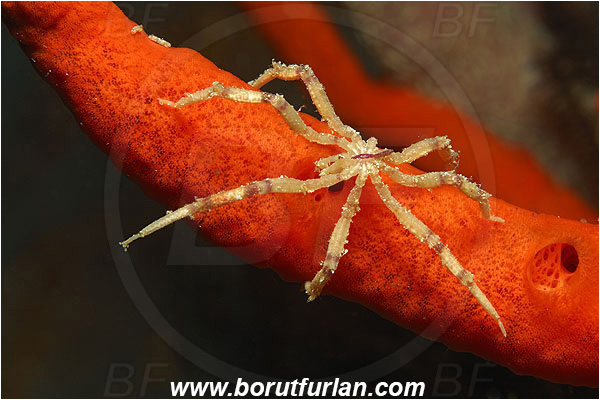 Pantar, Alor, Indonesia, Endeis flaccida, Endeidae, Pantopoda, Sea Spider, Pycnogonida, Sea spiders