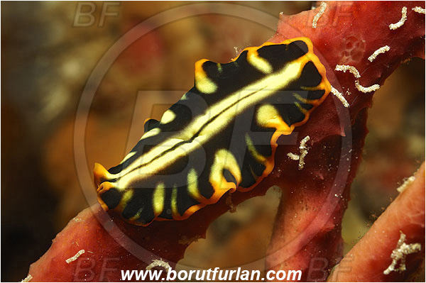 Pantar, Alor, Indonesia, Pseudoceros dimidiatus, Pseudoceros, Pseudocerotidae, Tiger flatworm, Flatworm, Platyhelminthes
