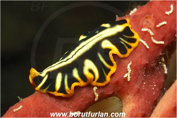 Pantar, Alor, Indonesia, Pseudoceros dimidiatus, Pseudoceros, Pseudocerotidae, Tiger flatworm, Flatworm, Platyhelminthes