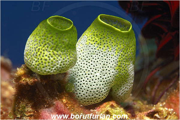 Pura, Alor, Indonesia, Atriolum robustum, Atriolum, Didemnidae, Tunicata, Tunicate, Colonial tunicate, Colonial sea squirt, Robust sea squirt