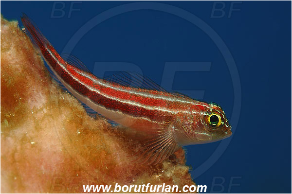 Pura, Alor, Indonesia, Helcogramma striata, Helcogramma, Tripterygiidae, Striped Triplefin, Triplefin, Fish