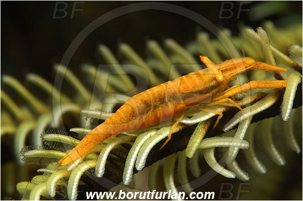 Pura, Alor, Indonesia, Laomenes amboinensis, Laomenes, Palaemonidae, Ambon Crinoid Shrimp, Shrimp, Decapoda, Crustacea, Crustacean