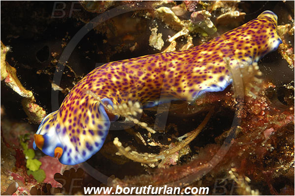 Pantar, Alor, Indonesia, Pseudoceros sp., Pseudoceros, Pseudocerotidae, Flatworm, Platyhelminthes