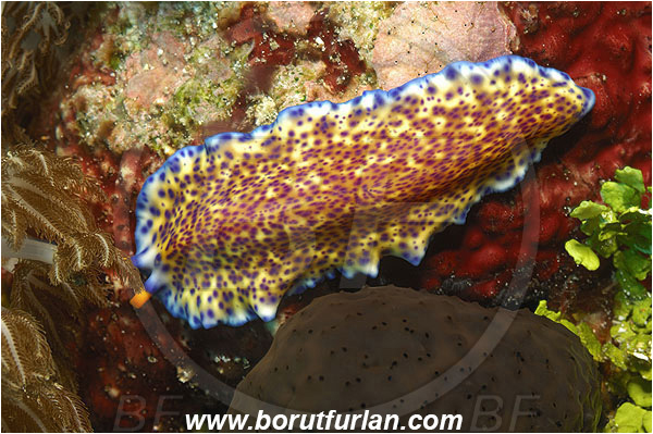 Pantar, Alor, Indonesia, Pseudoceros sp., Pseudoceros, Pseudocerotidae, Flatworm, Platyhelminthes