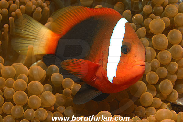 Pura, Alor, Indonesia, Amphiprion frenatus, Amphiprion, Tomato Anemonefish, Anemonefish, Clownfish, Fish, Pomacentridae