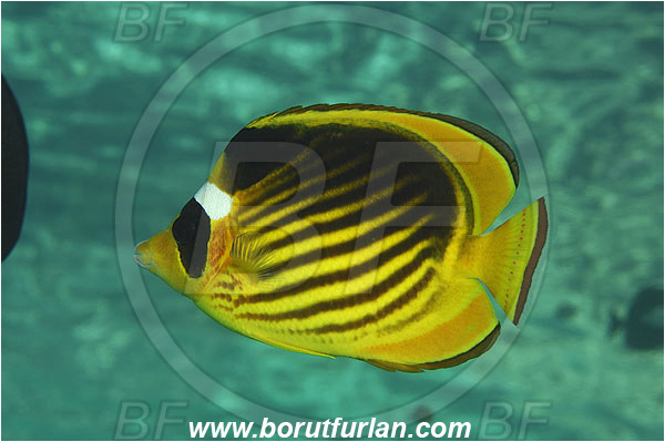 Marsa Shagra, Marsa Alam, Egypt, Red sea, Chaetodon fasciatus, Chaetodon, Chaetodontidae, Raccoon Butterflyfish, Butterflyfish, Fish