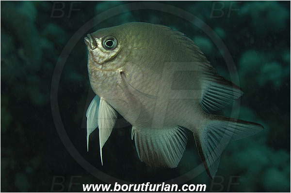 Marsa Shagra, Marsa Alam, Egypt, Red sea, Amblyglyphidodon indicus, Amblyglyphidodon, Pomacentridae, Maldives damselfish, Damselfish, Fish